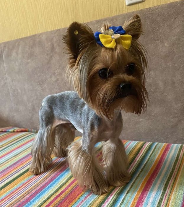 Девочки и мальчик