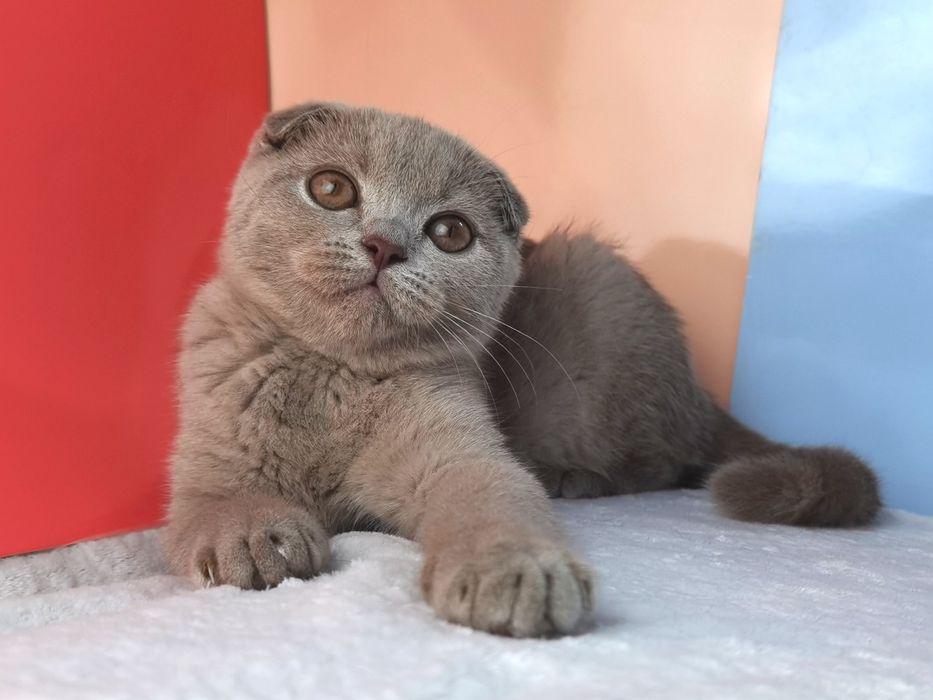 Лиловая вислоухая кошечка с документами и прививками