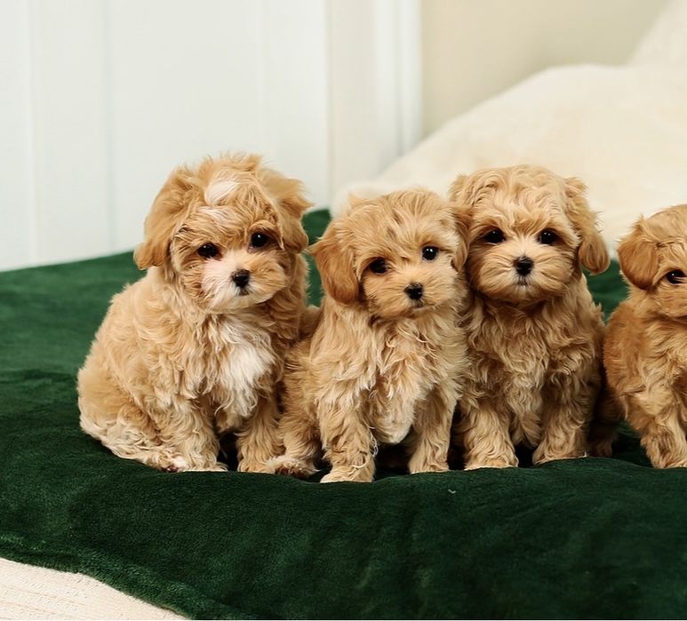 Куколки малютки! SUPER VIP mini щенки мальтипу ф1 с беби фейс. Лакшери