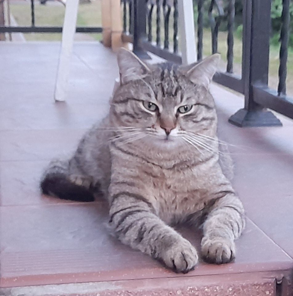 Котик ищет любящую семью.