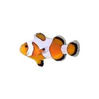 Blazenek Amphiprion Ocellaris Gladiator / DaVinci Bred PREMIUM