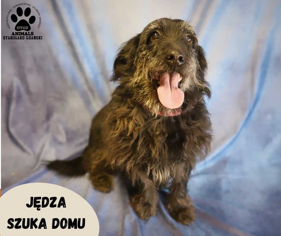 Szorstkowłosa Jędzunia do adopcji