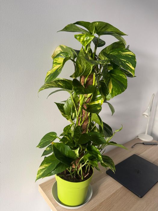 Epipremnum grande – 60 cm, saudável e bem desenvolvido