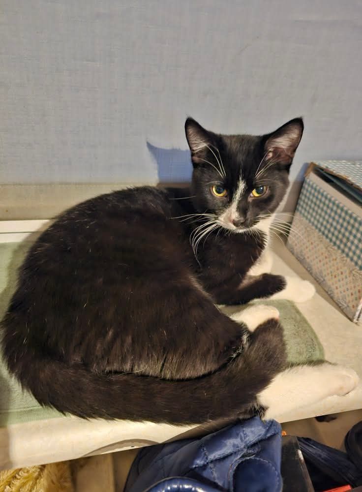 Kotek do adopcji