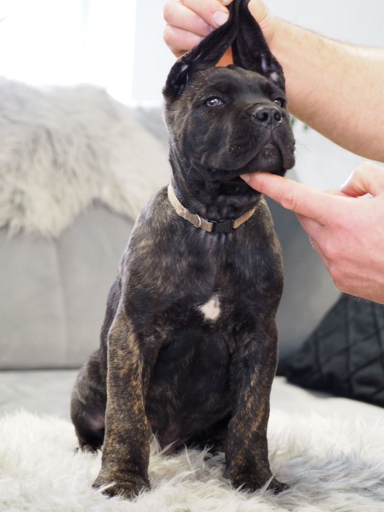 Szczeniaki cane corso italiano FCI