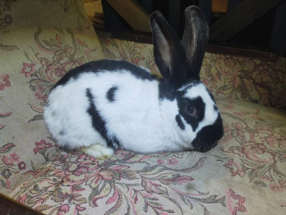 Кроличка породи Німецький строкатий велетень