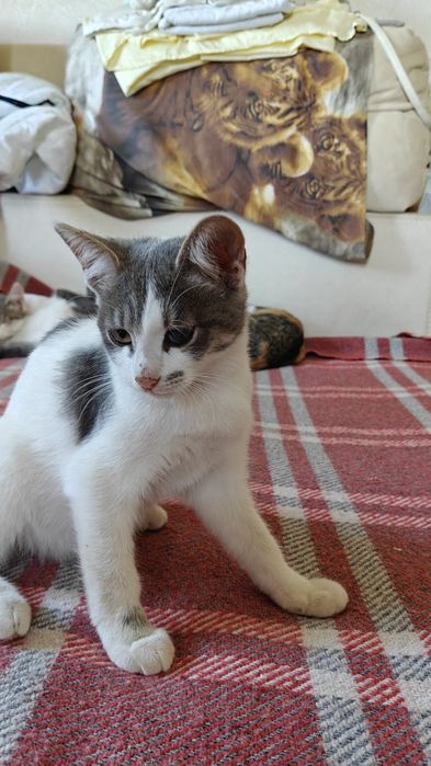 Продаються кошенята