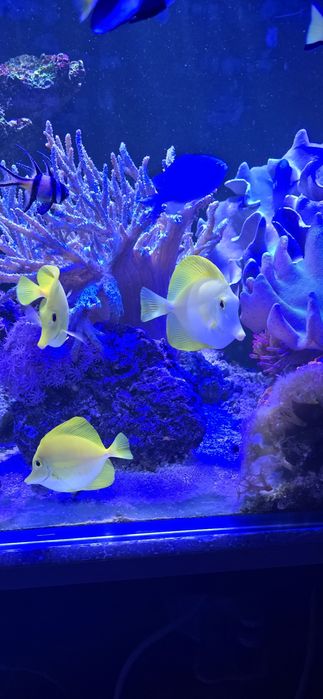 Pokolec Zebrasoma flavescens
