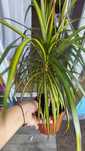 Dracaena Marginata Sunray Драцена Маргината Санрайз, Триколор, Шоколад