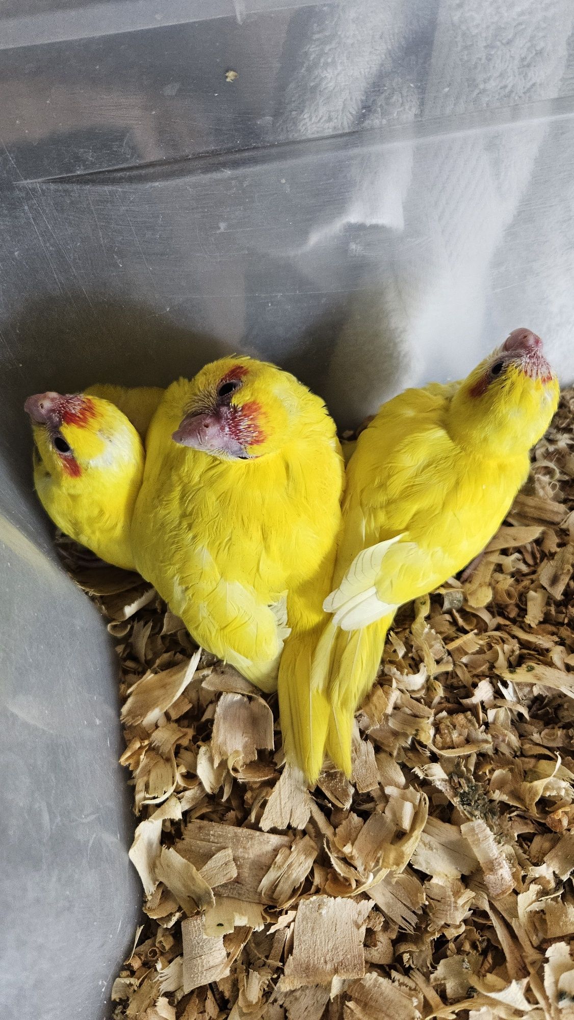 Kakarikiis Amarelos para  ceder
