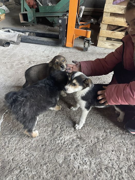 Бесплатно щенка цуценя собака