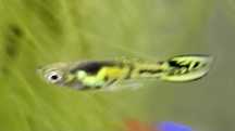 Guppy Endler amarelo tigre