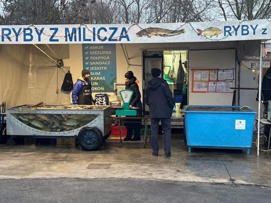 Karp milicki / patroszenie gratis