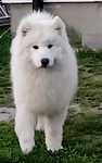 Reproduktor Samoyed