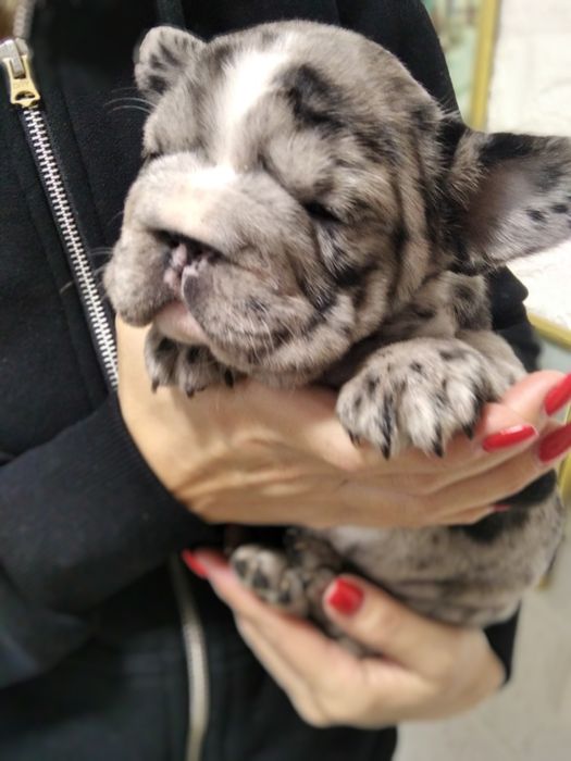 Элитная девочка Биг роп