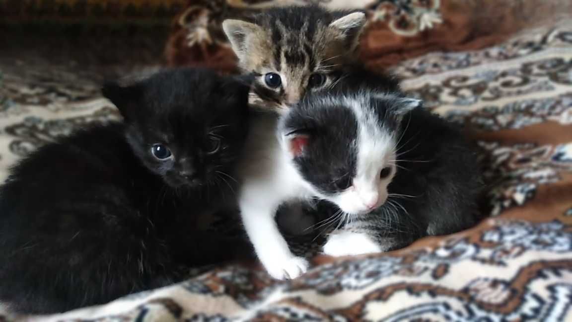 Подарую маленьких кошенят (кіт, коти, котята, кішка, кошка)