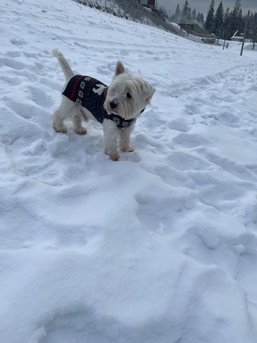 Opieka dla psa/kota/ chomika….