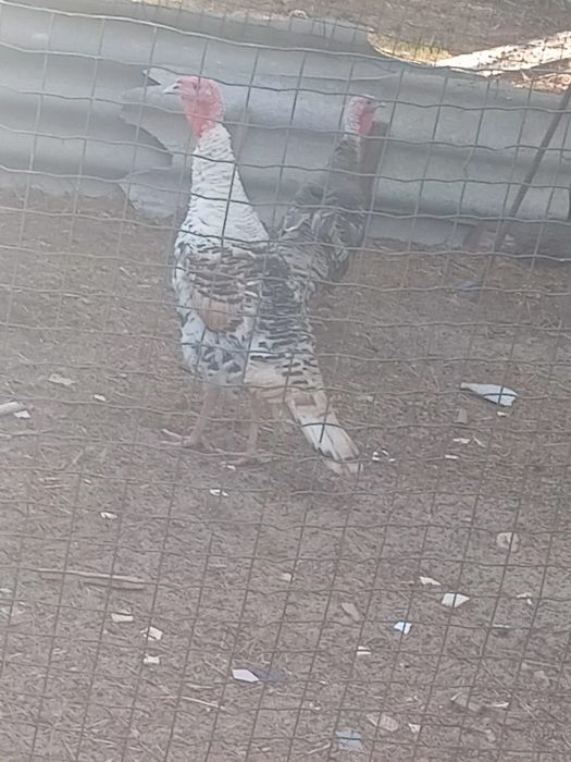 Vendo casal de perus adultos