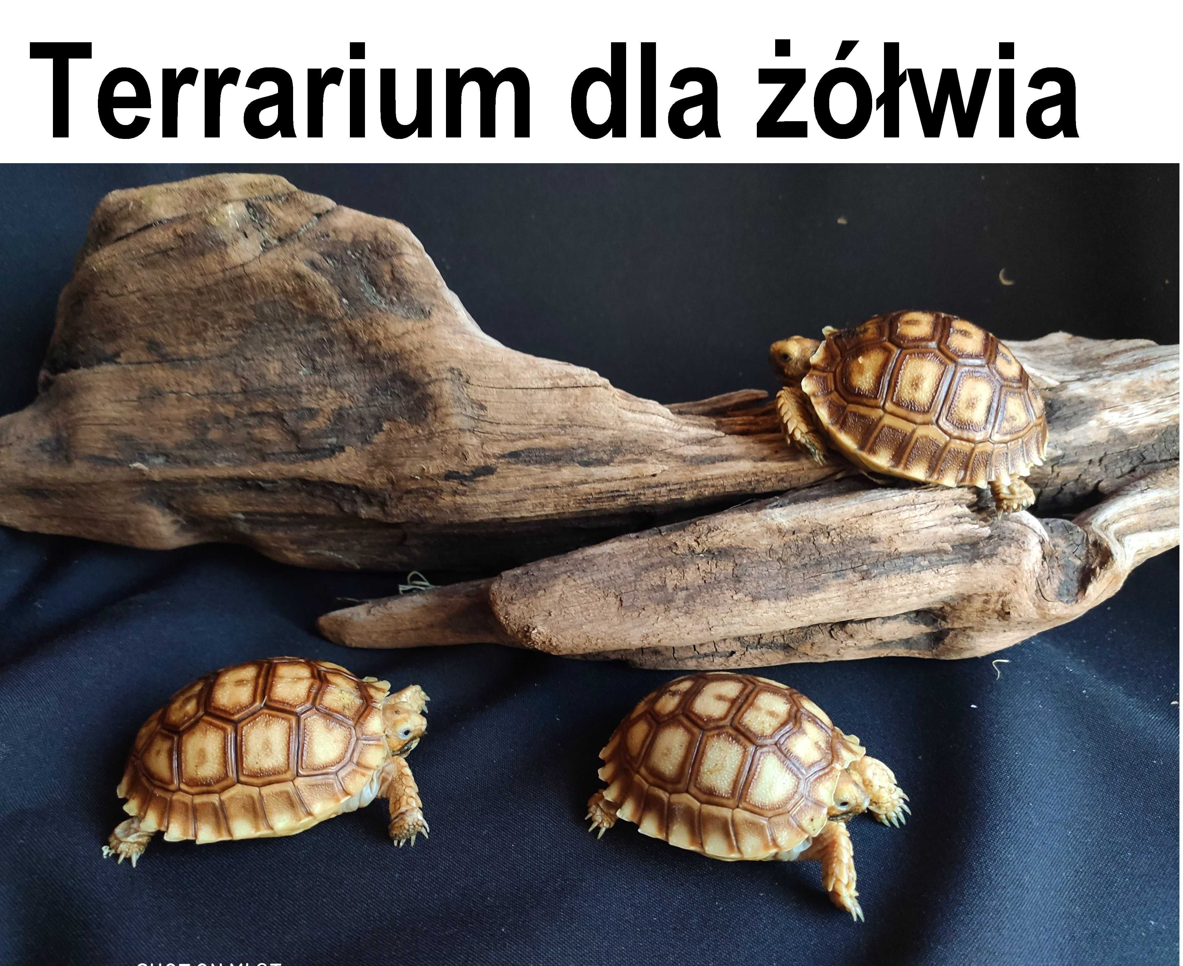 Terrarium dla: żółw stepowy, grecki, pustynny