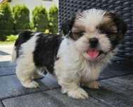 Shih tzu TRI color