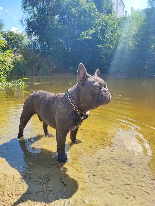 Кобель французского бульдога для вязки