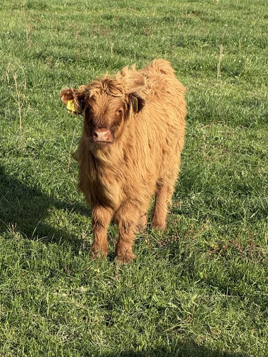 Bydło szkockie Highland Cattle byczek.