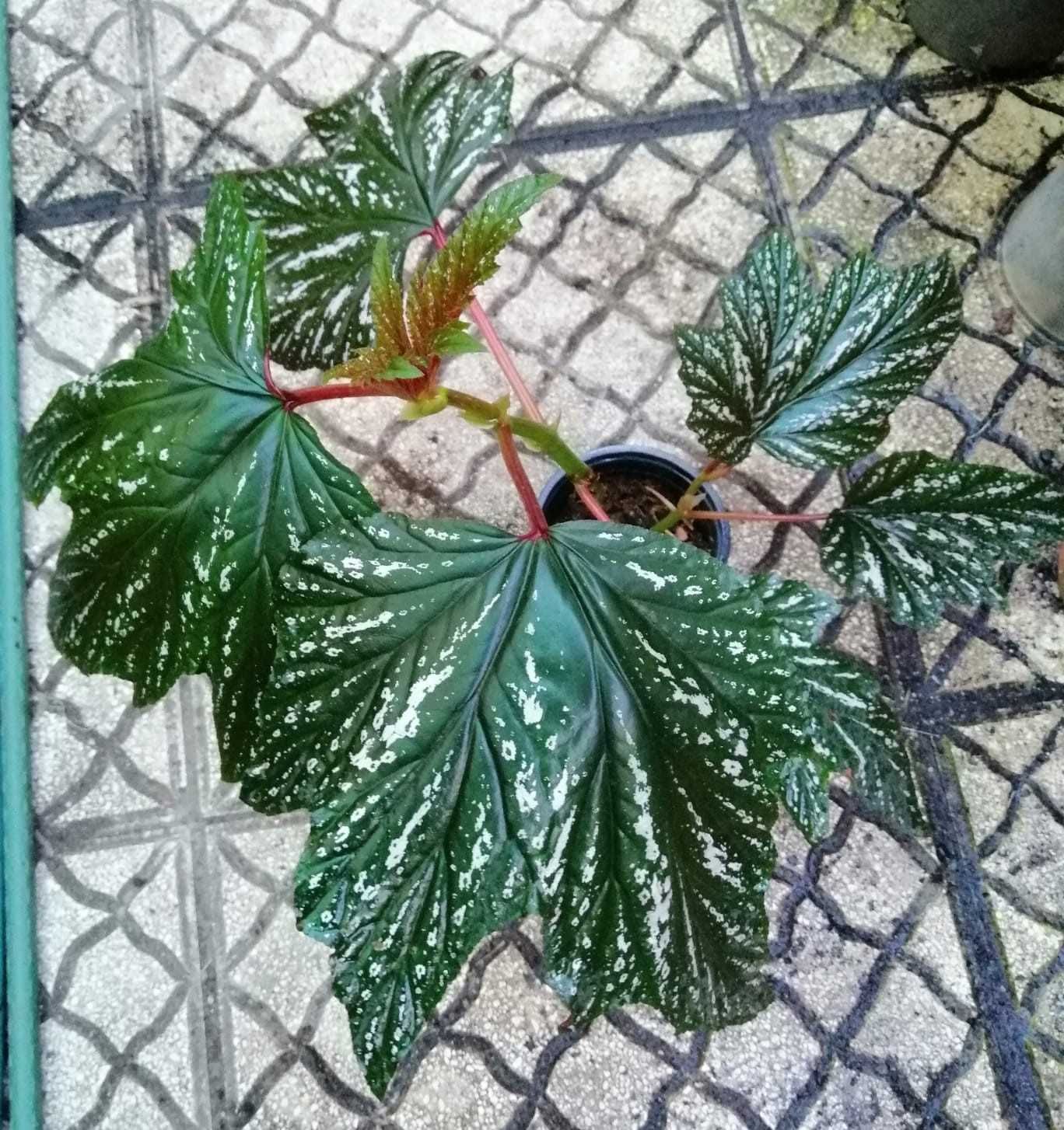 begonia sophi vecile