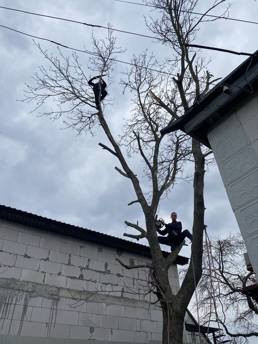 Професійне зрізання дерев