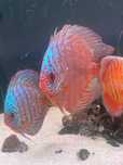 DISCUS Blue Turquesa
