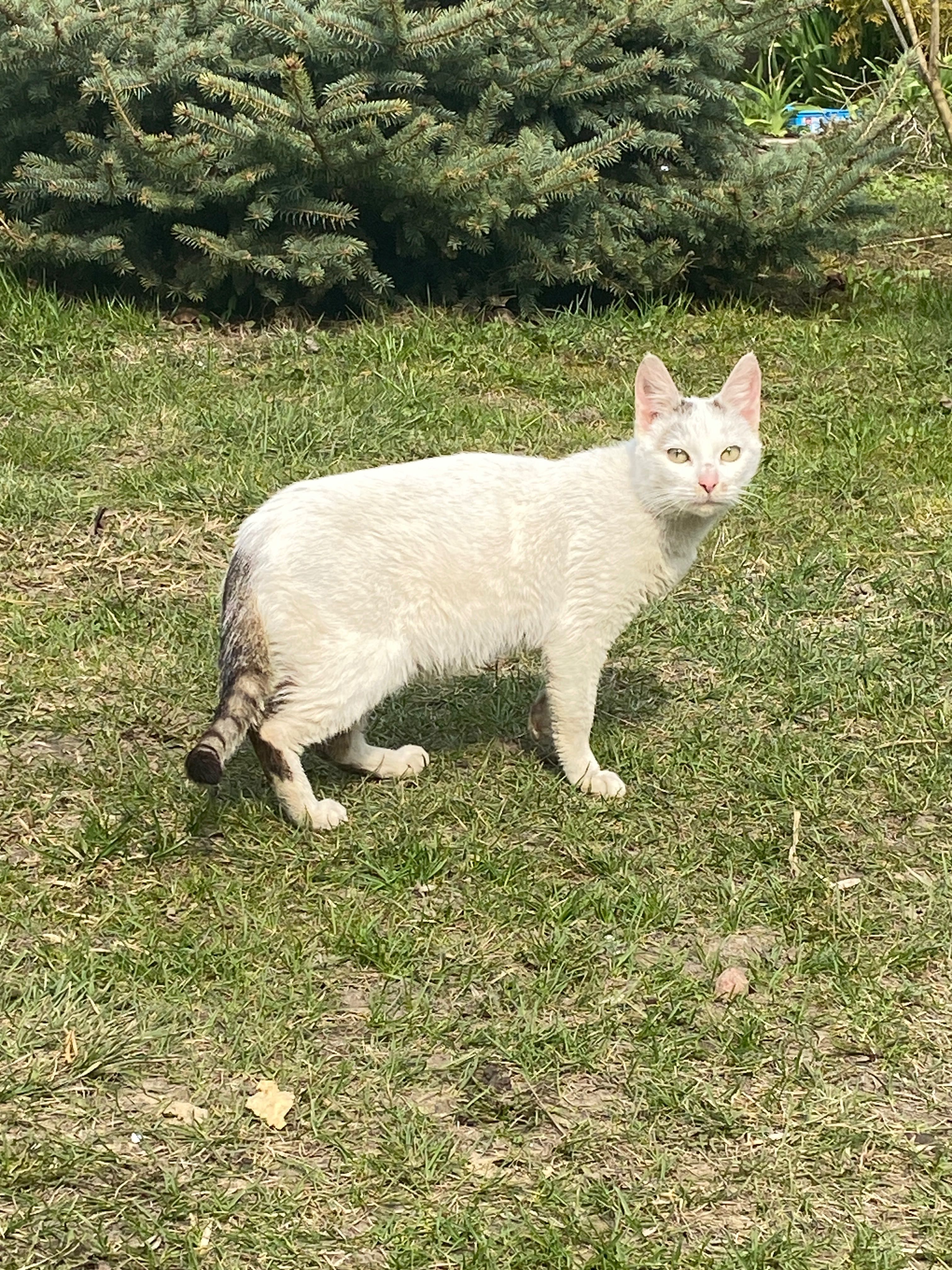 Kotka do przygarnięcia
