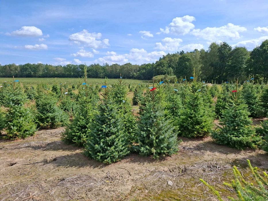 Świerk Serbski OMORIKA w donicy od 100 - 200 cm - TuChoinki.pl Jodła
