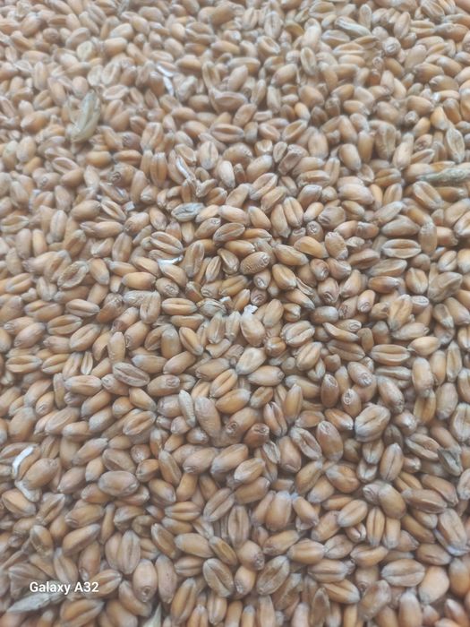 Pszenica ozima  2025