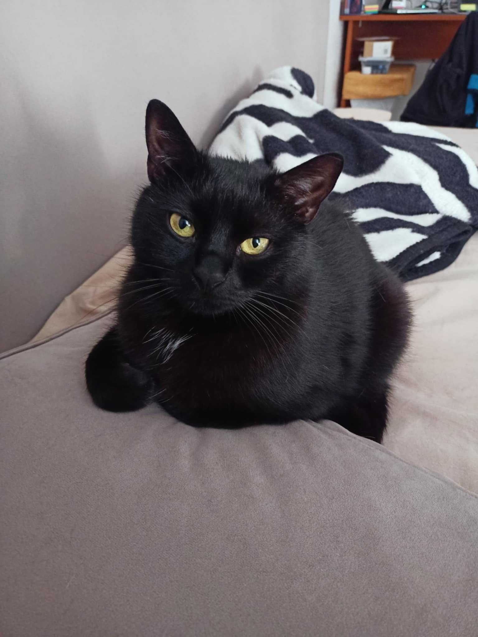 Kot do adopcji - Ciciuni