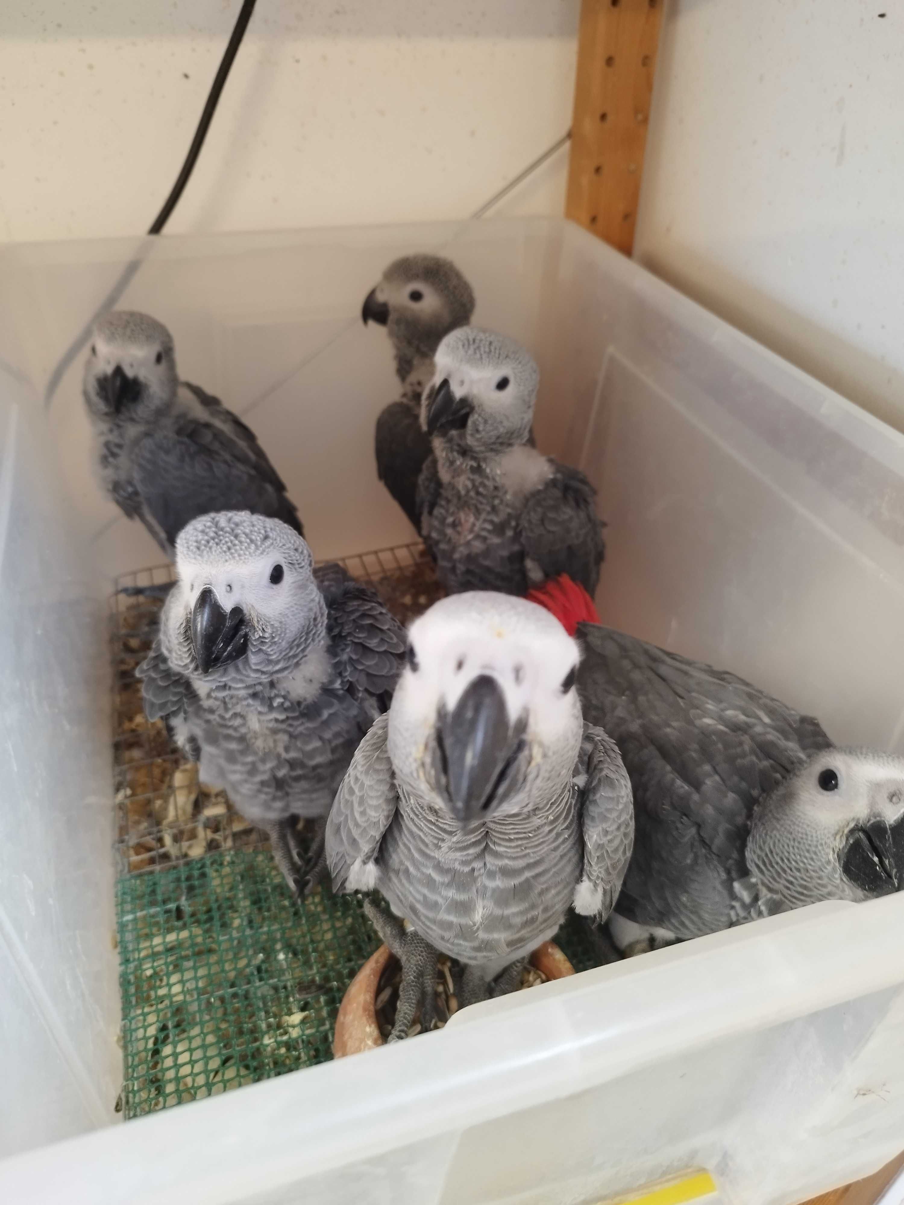 Papagaios cinzentos