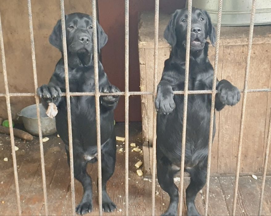 Лабрадор Ретривер