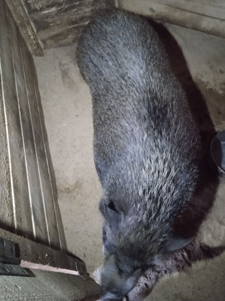 Свинка гибриду в'єтнамської та дикого