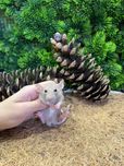 Кофейний щурик пацюк дамбо