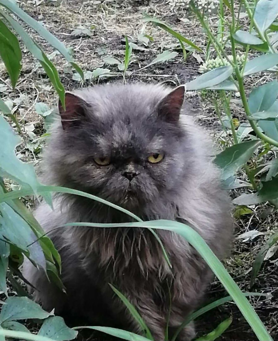 Персидская породистая СТЕРИЛИЗОВАННАЯ кошка ищет дом! Отдам в хорошие
