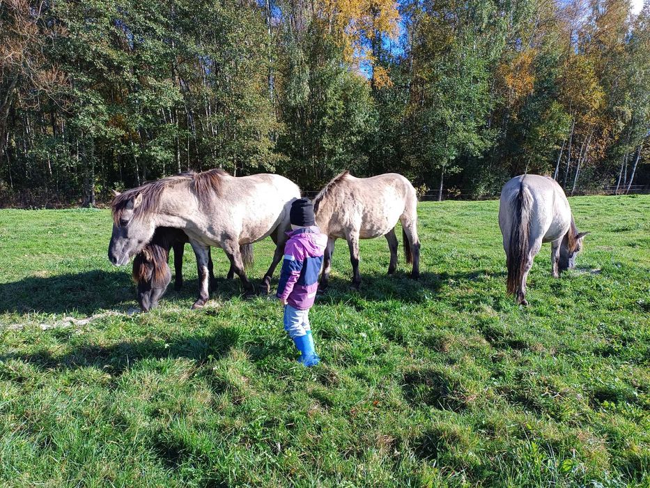 Sprzedam klacze konika polskiego
