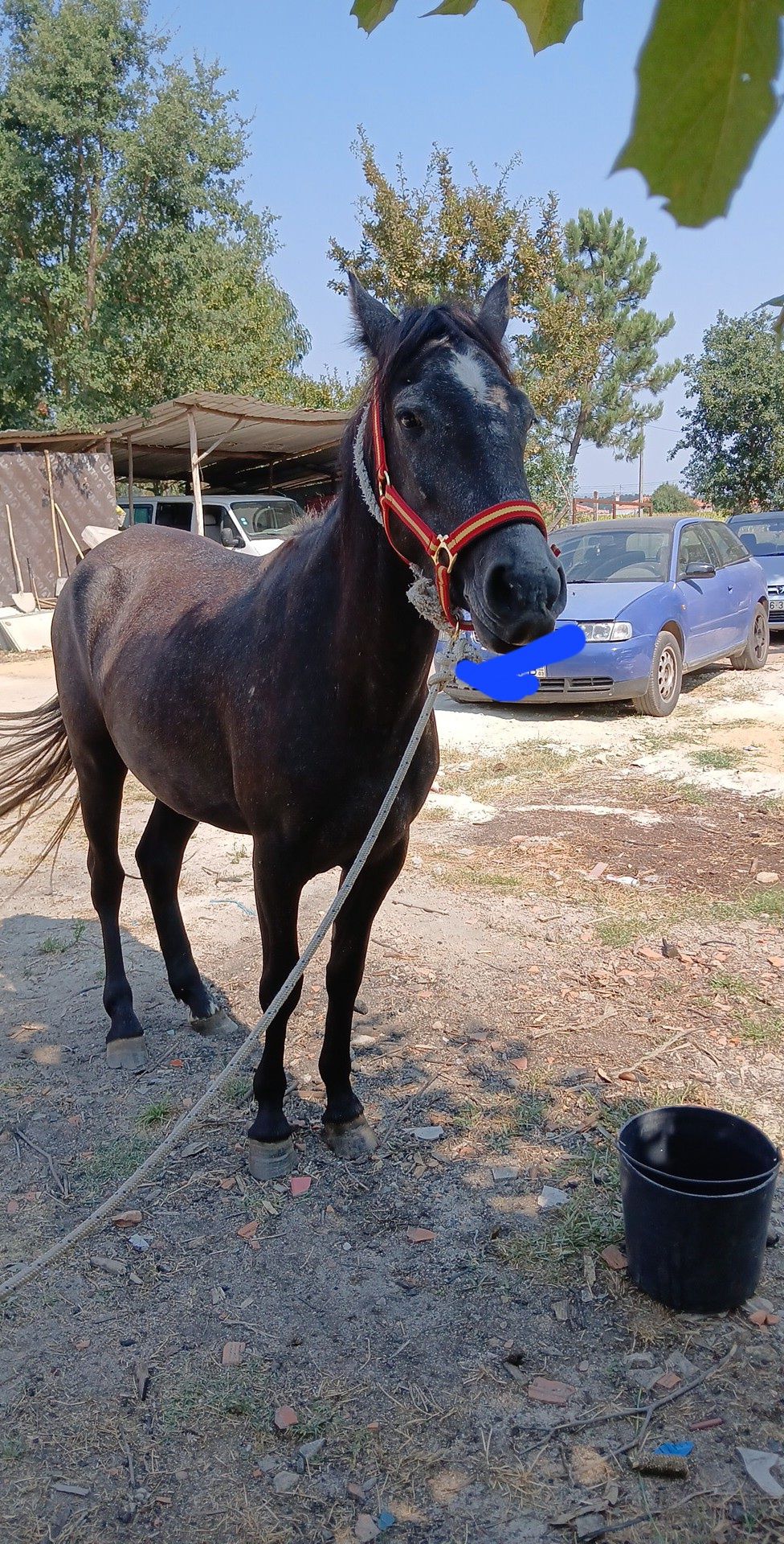 Vendo poldra com 26 meses