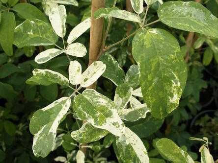 Akebia variegata tigrada, fruta exotica deliciosa