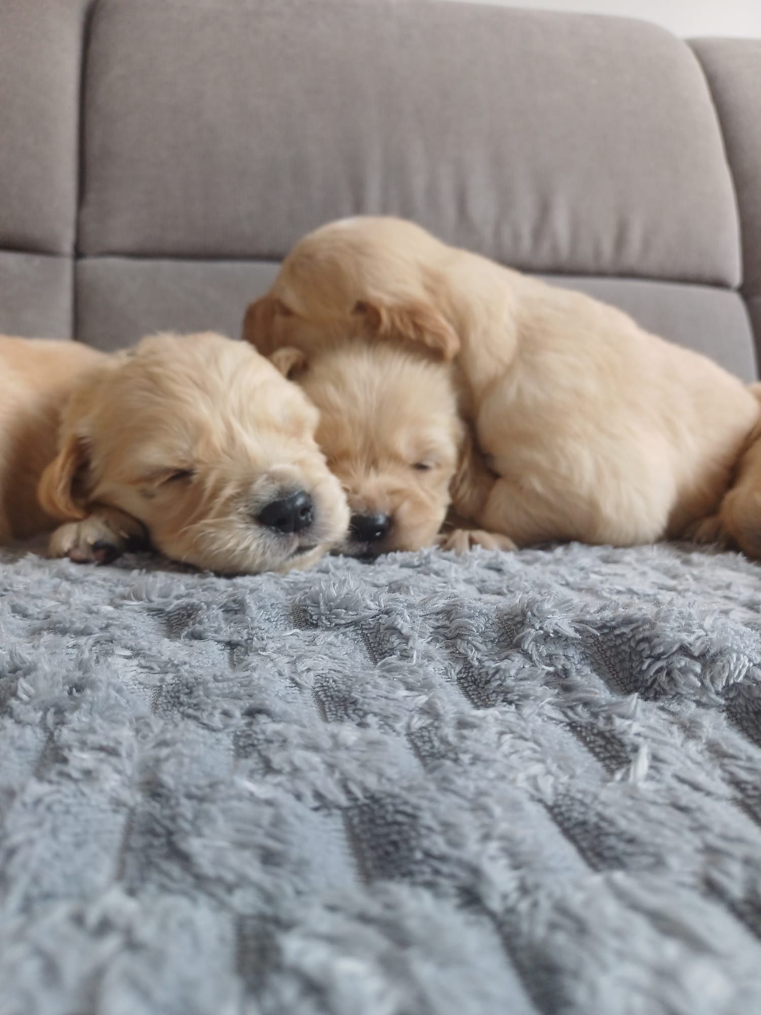 Golden Retriever  suczka