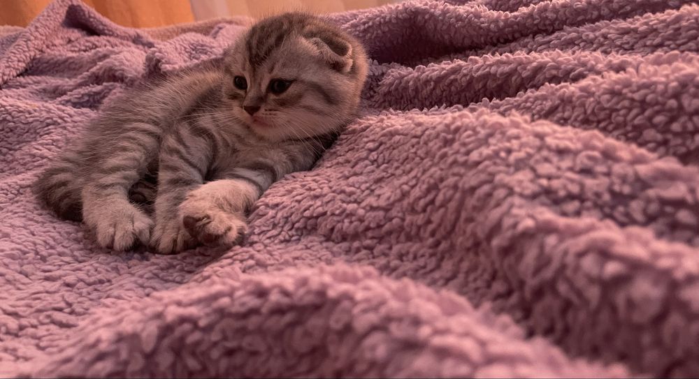 Шотландські кошенятка