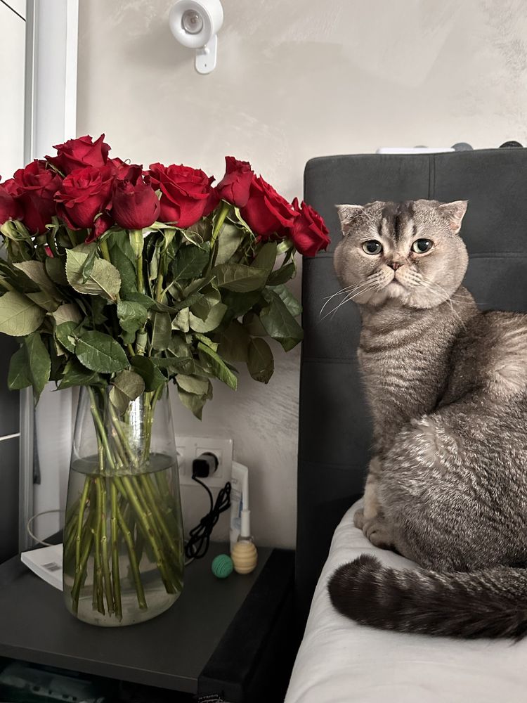 Шотландец вислоухий шотландский кот вязка