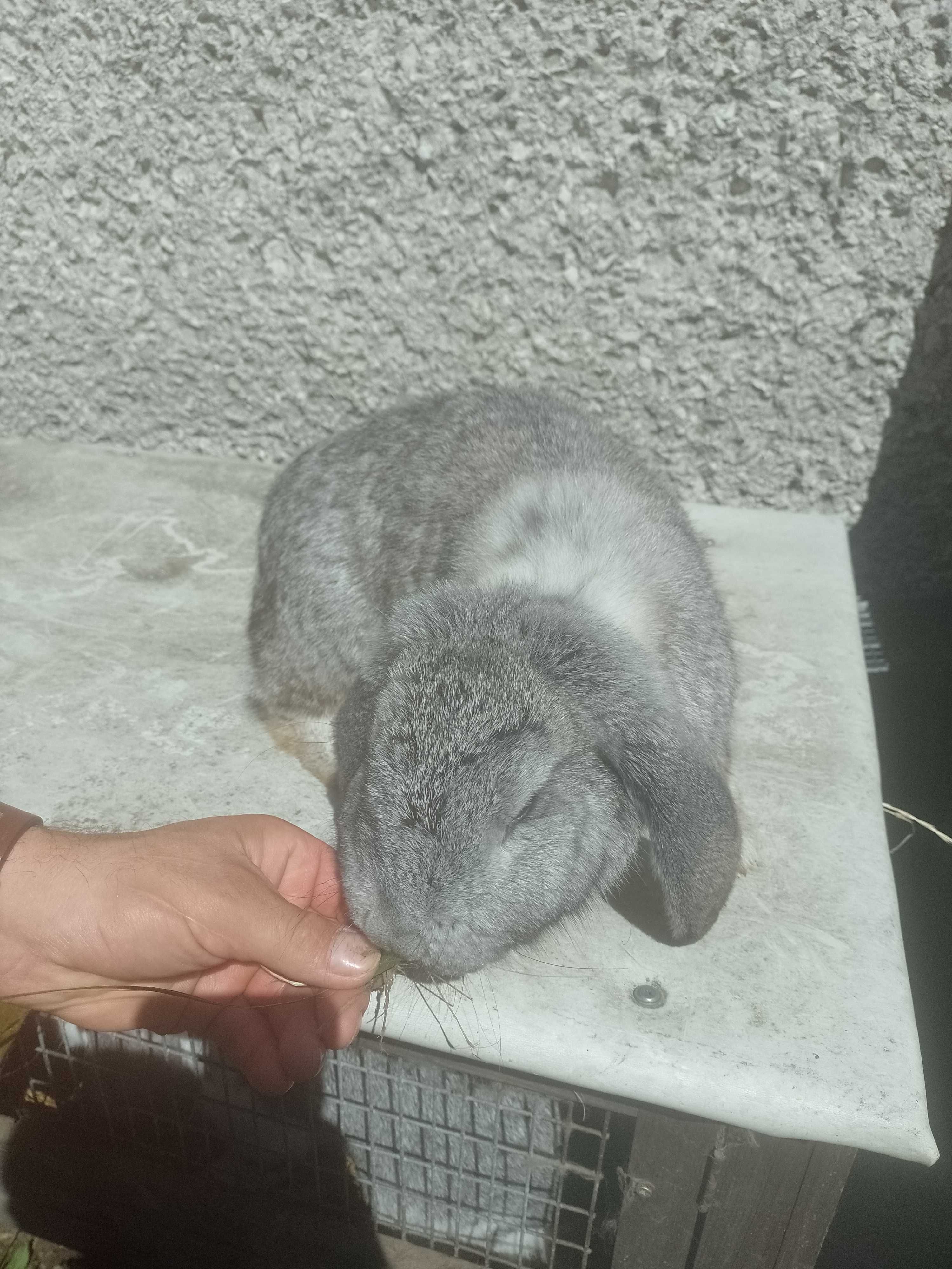 Baran francuski samica