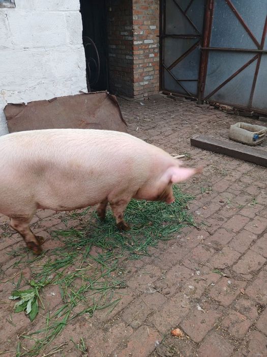 Продам свиню на м'ясо