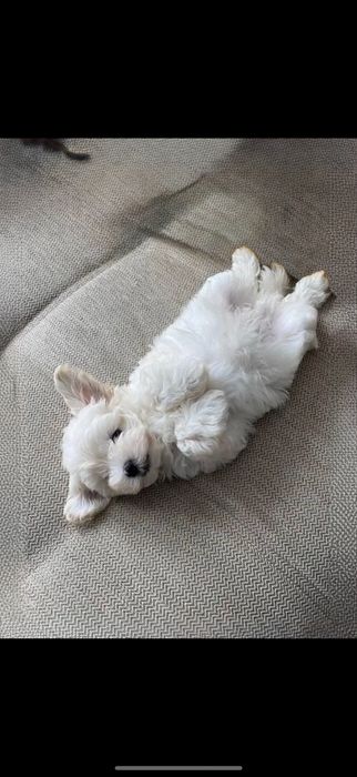 ‼️БілосНіжні Мальтипу\пудель