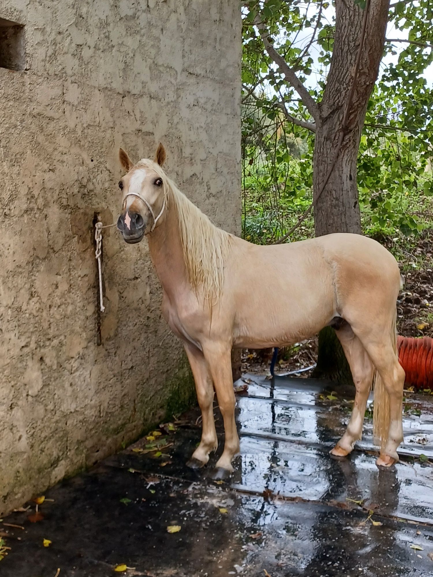 Duplo ponei palomino