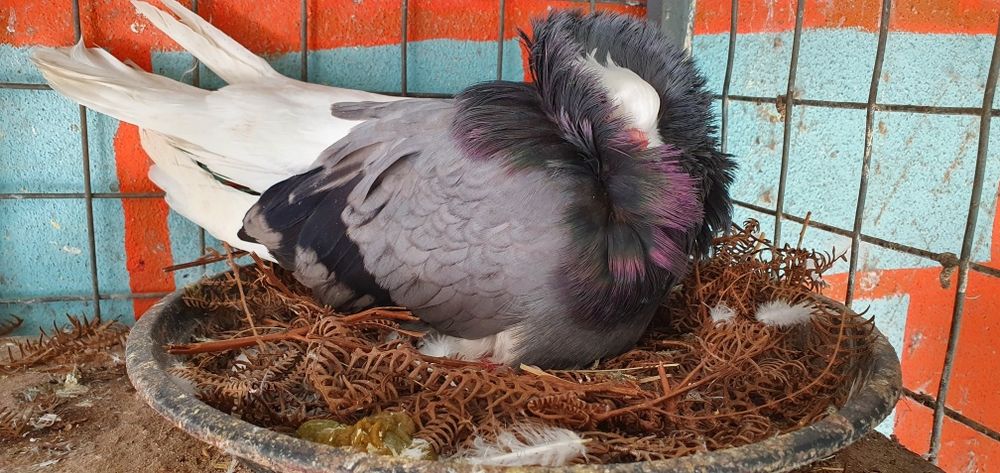 Pombas, pombos papo de Pomerânia, capuchinho, cambalhota port e leque