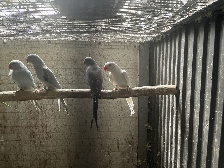 ringnecks aves novas